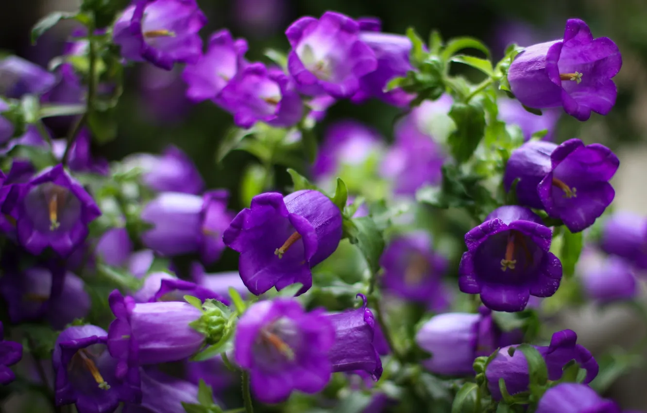 Photo wallpaper macro, flowers, focus, petals, purple, Bells