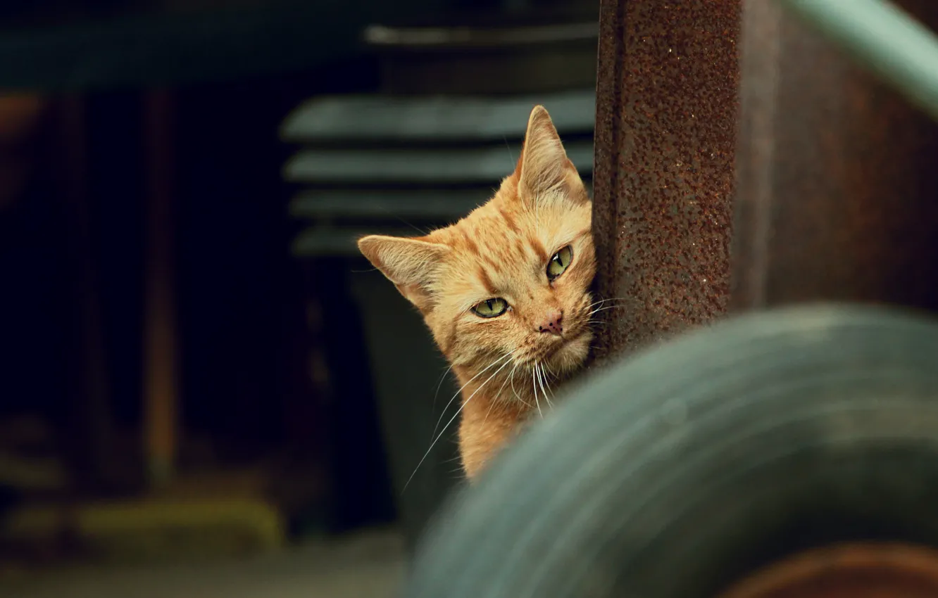 Photo wallpaper cat, cat, look, red