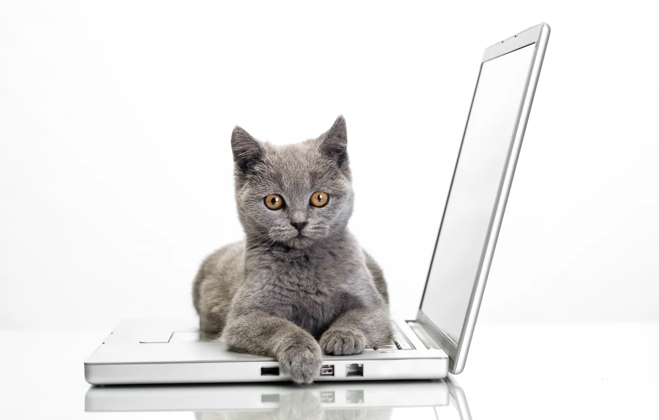 Photo wallpaper cat, look, surprise, laptop, grey, glance, Laptops