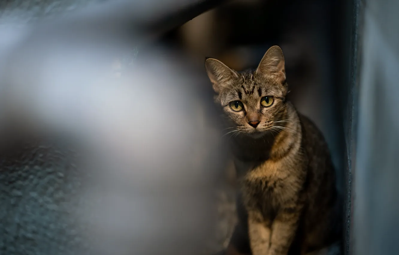 Photo wallpaper cat, cat, look, the dark background, kitty, grey, wall, blur