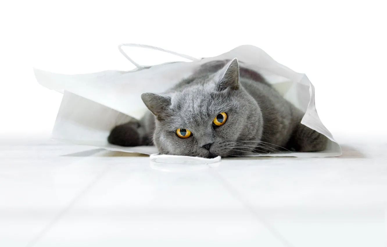 Photo wallpaper cat, cat, look, pose, package, bag, face, British