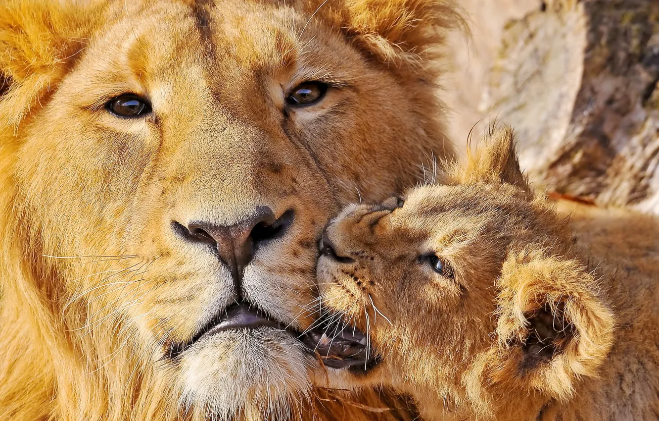 Photo wallpaper Leo, bite, two, lion