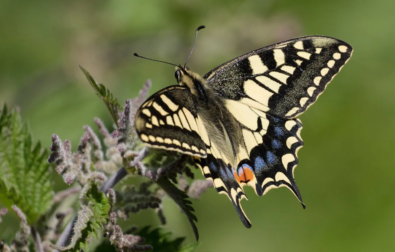 Photo wallpaper summer, macro, butterfly, insect, green background, swallowtail, nettle