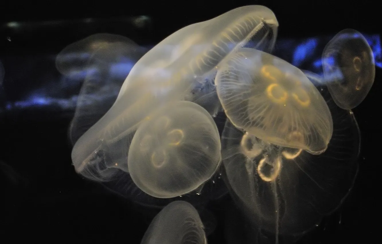 Photo wallpaper jellyfish, white, the dark background