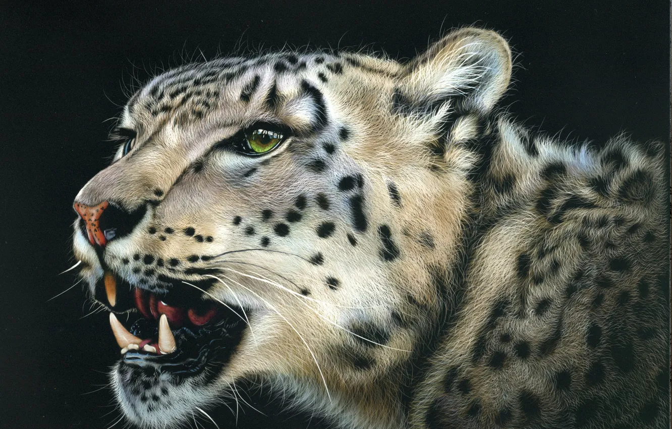 Photo wallpaper look, face, animal, predator, leopard, grin, black background
