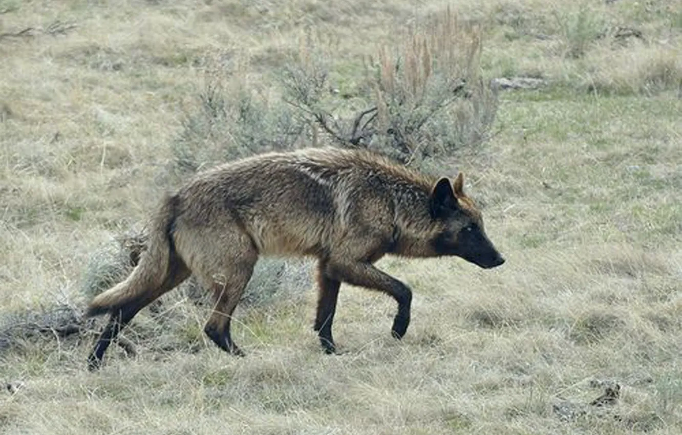 Photo wallpaper fantasy, Predator, nature, art, snow, face, animal, wolf