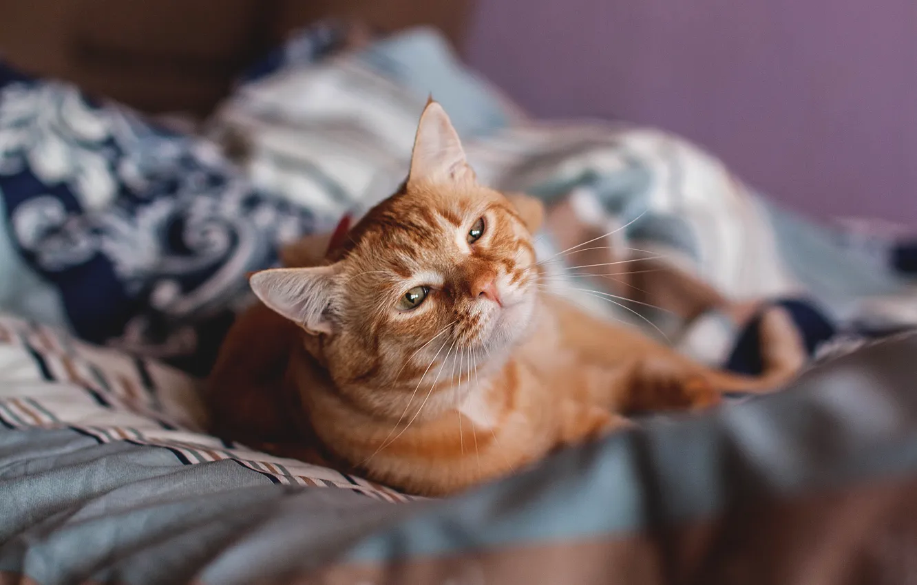 Photo wallpaper bed, lies, red cat, Patholesia