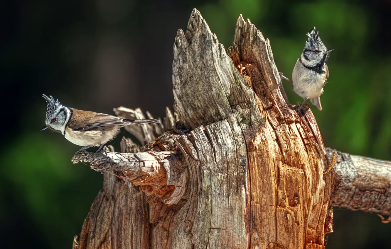 Photo wallpaper birds, stump, snag