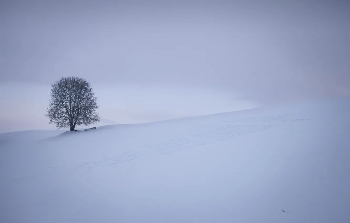 Photo wallpaper field, nature, tree