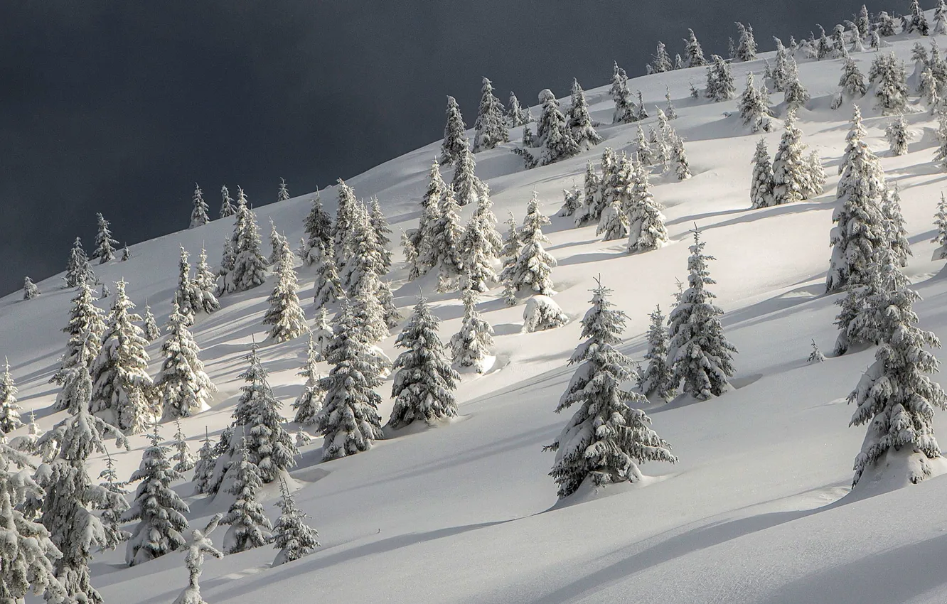 Photo wallpaper winter, snow, trees, landscape, nature, shadow, ate, slope