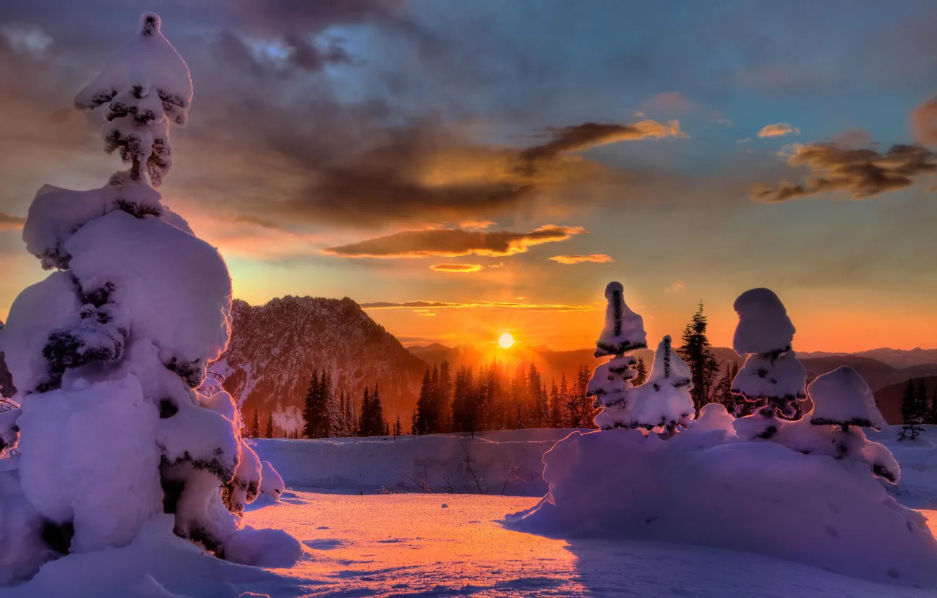 Photo wallpaper forest, the sun, snow, sunset