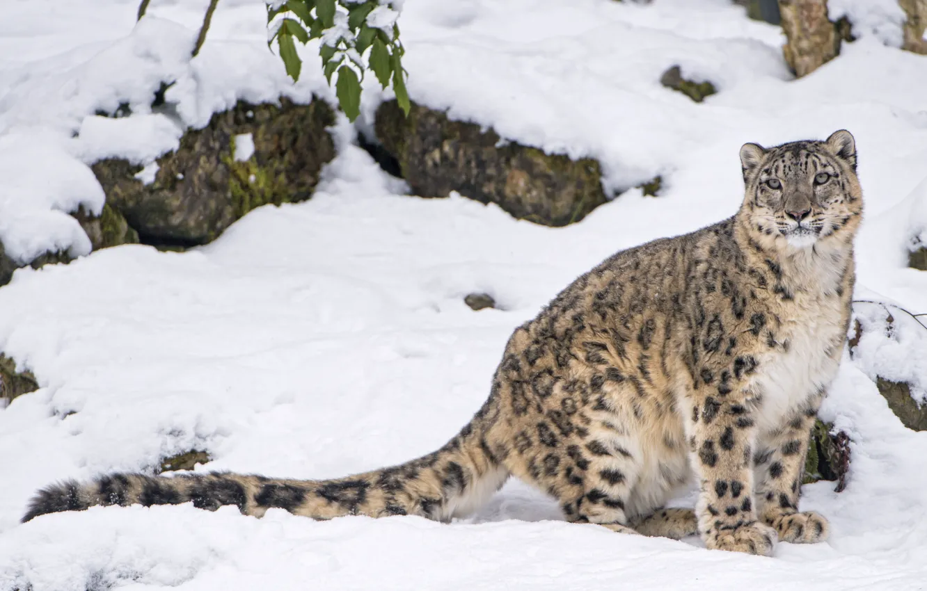 Photo wallpaper snow, predator, IRBIS, snow leopard
