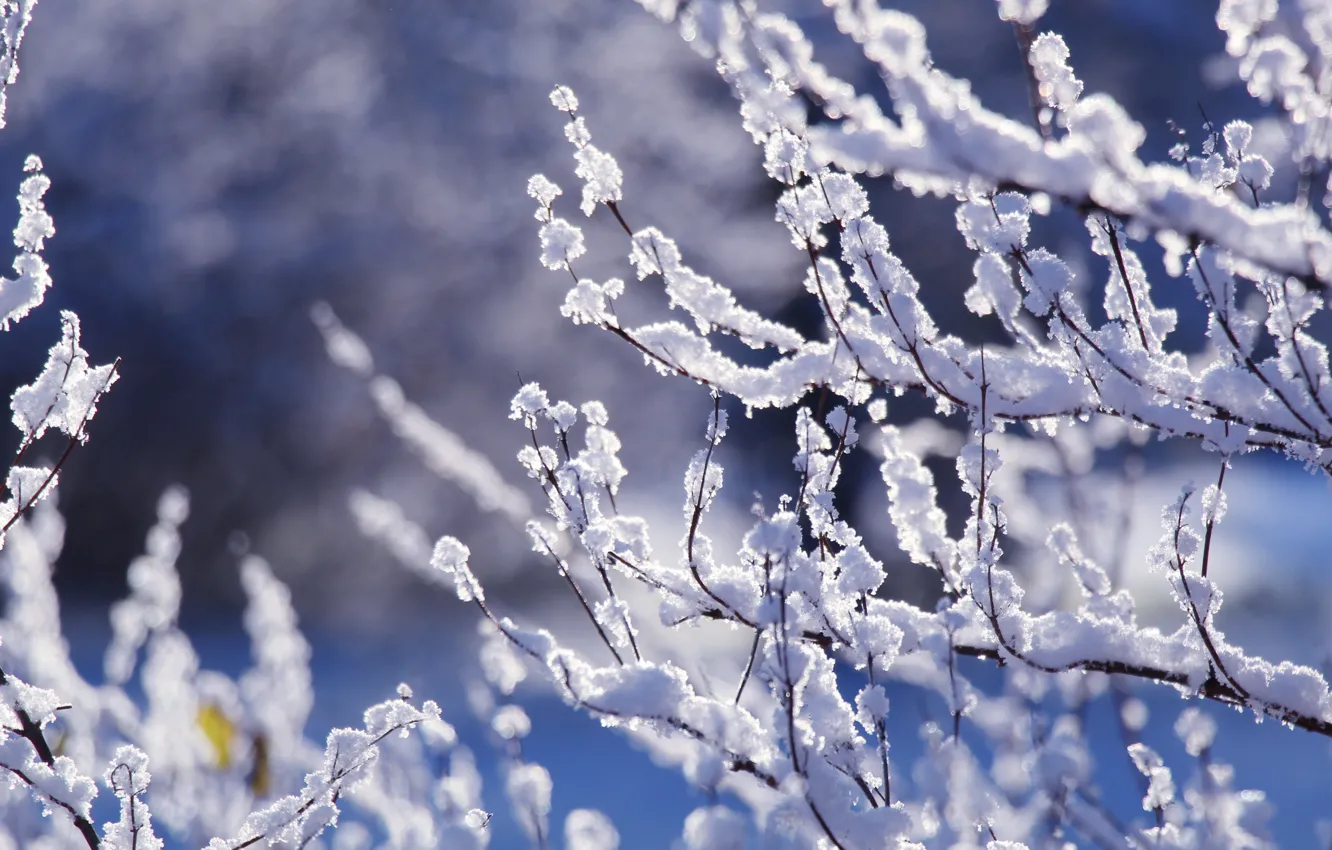 Photo wallpaper white, winter, snow, twig