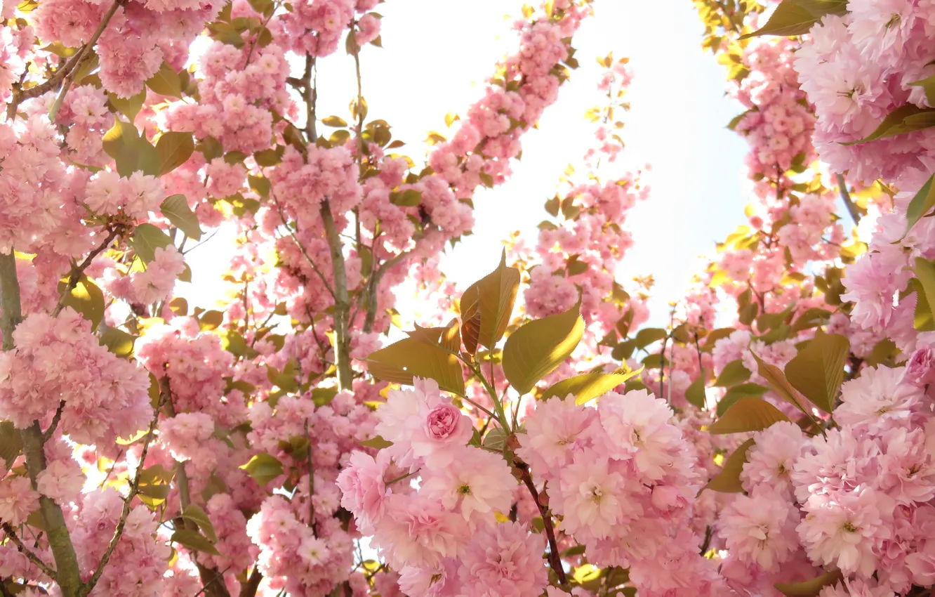 Photo wallpaper flowers, spring, flowering, pink, spring, blossoms, Flowering
