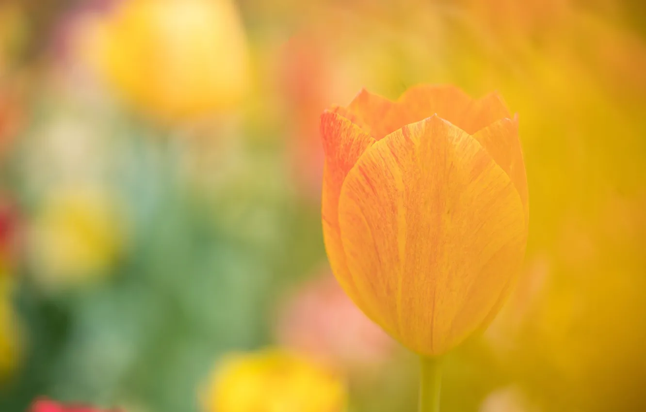 Photo wallpaper flower, Tulip, petals