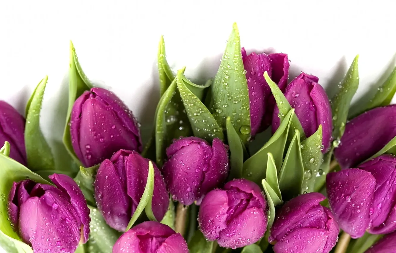 Photo wallpaper light, flowers, freshness, shadow, spring, white background, green leaves, dew drops