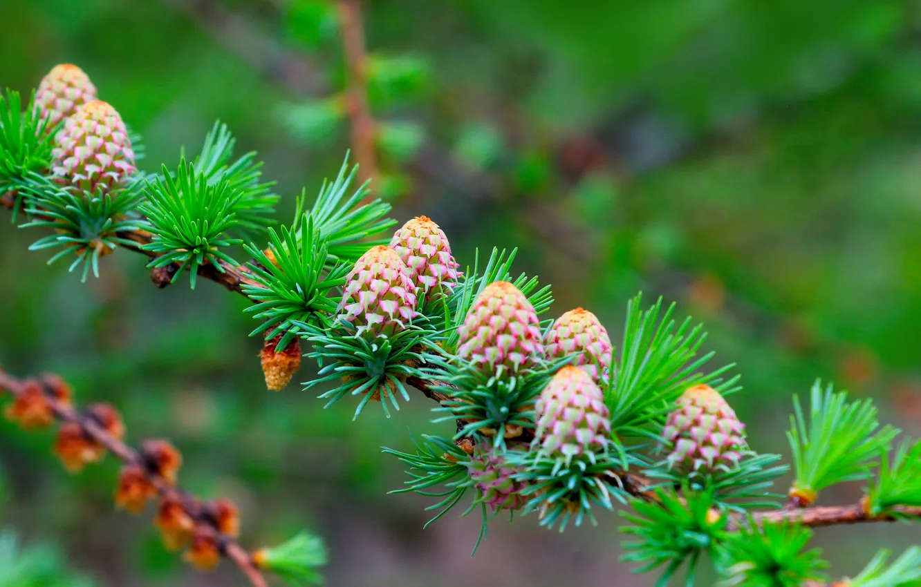 Photo wallpaper spring, cones, pine, twig