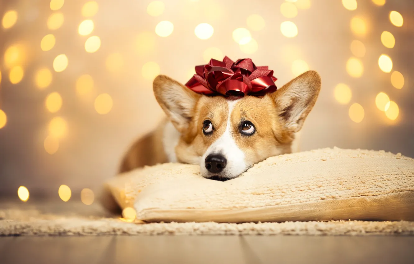 Photo wallpaper glare, dog, pillow, ears, face, bow, Welsh Corgi