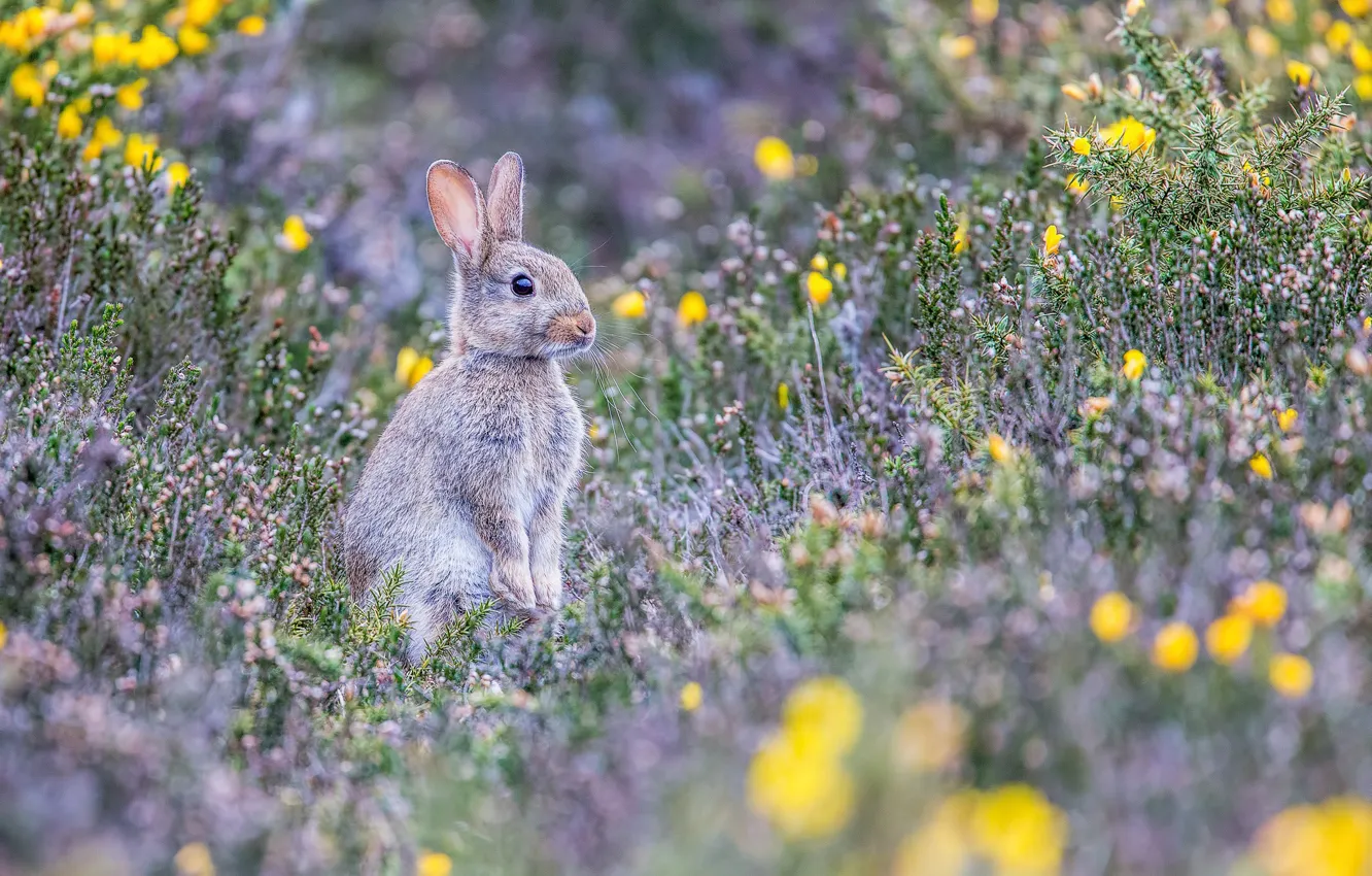 Photo wallpaper field, grass, flowers, yellow, glade, hare, baby, meadow