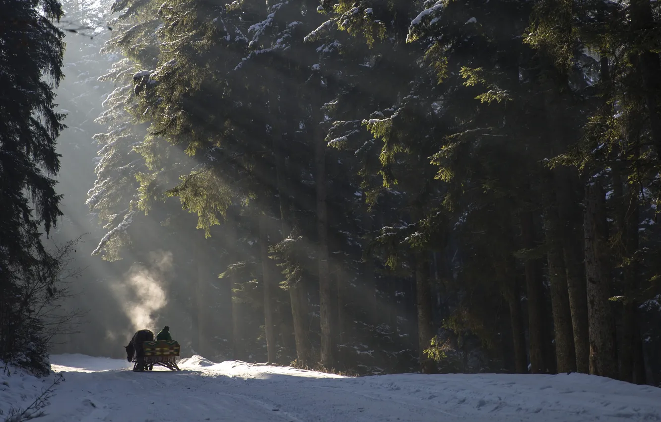 Photo wallpaper winter, road, forest, sleigh