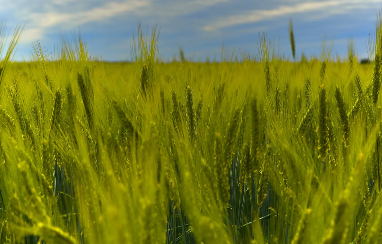 Photo wallpaper field, summer, the sky, nature, green, rye, spikelets, ears