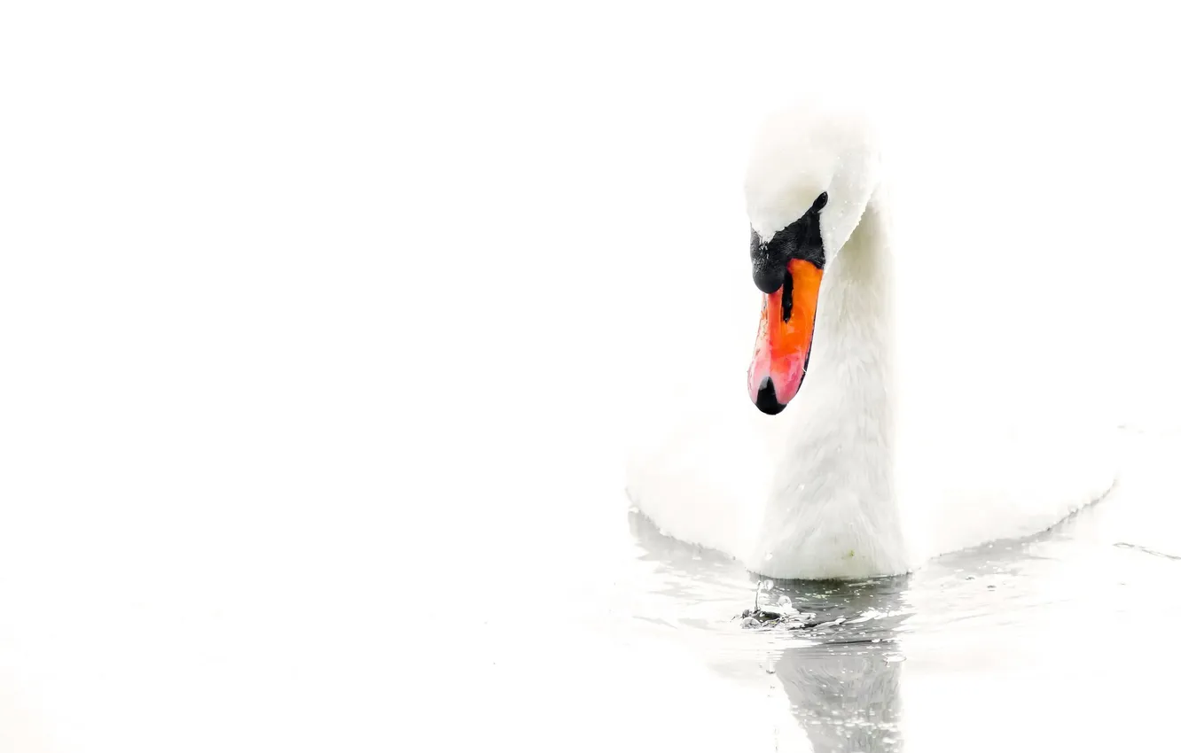 Photo wallpaper water, white background, swan, swans, water, white background