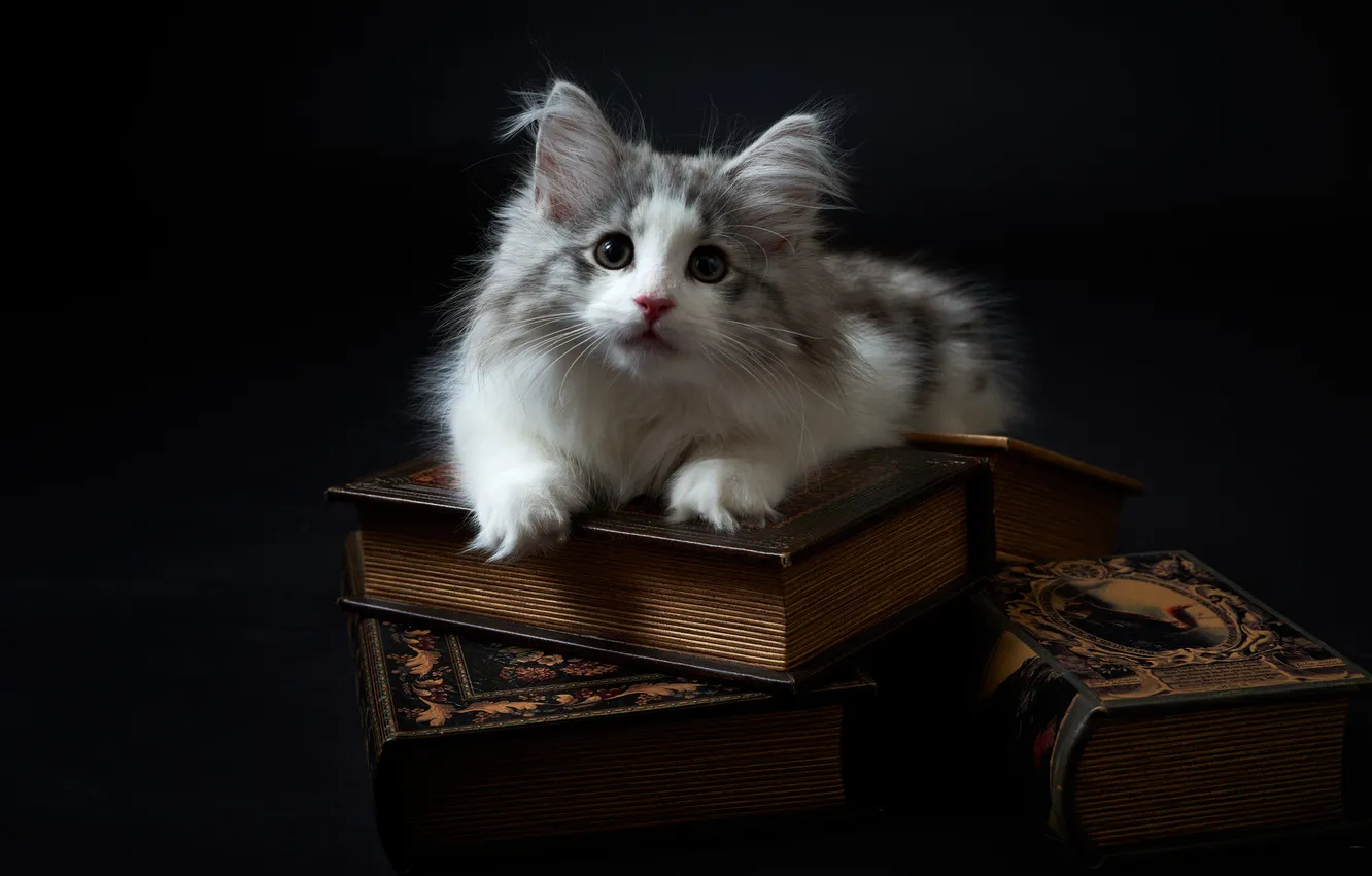 Photo wallpaper cat, look, background