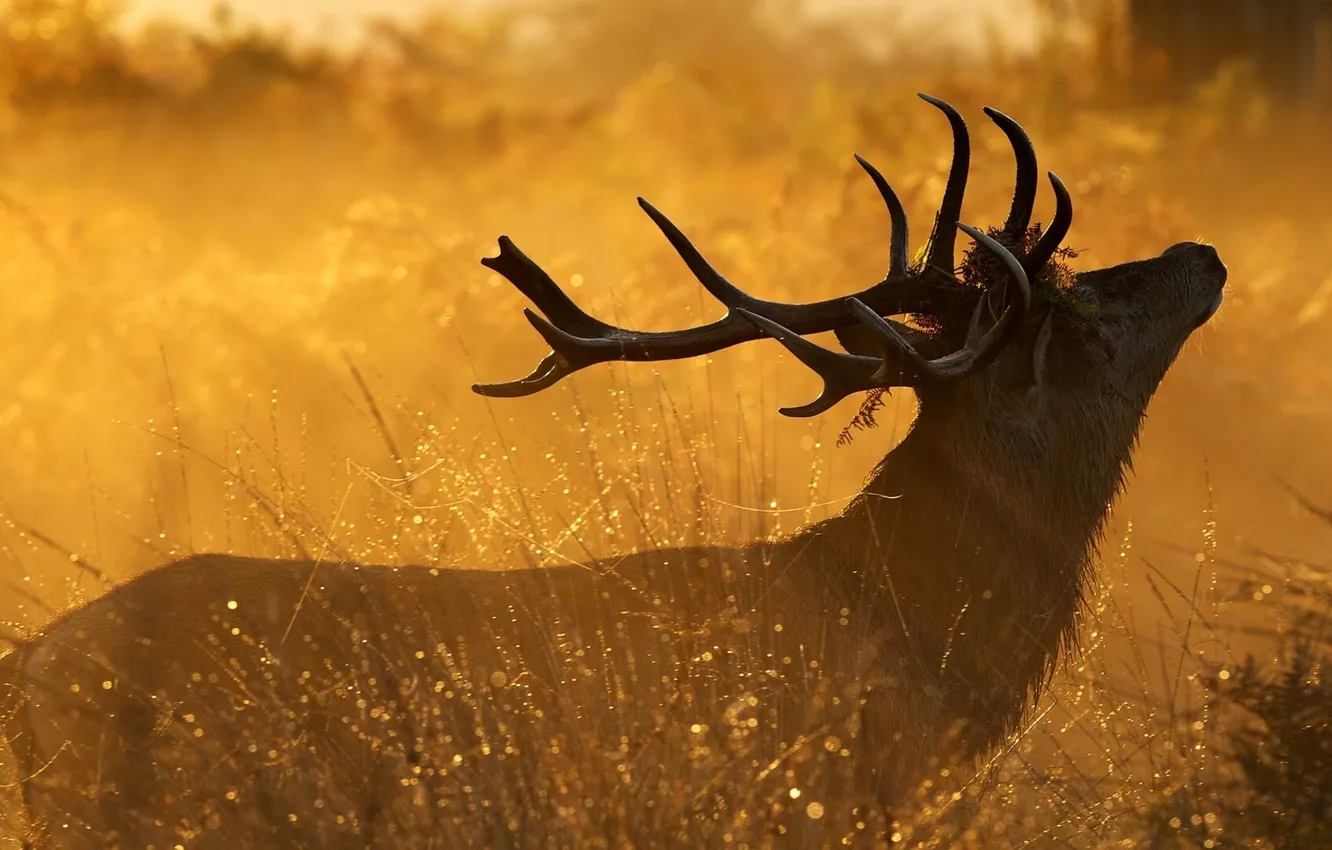 Photo wallpaper grass, Rosa, deer, morning, horns