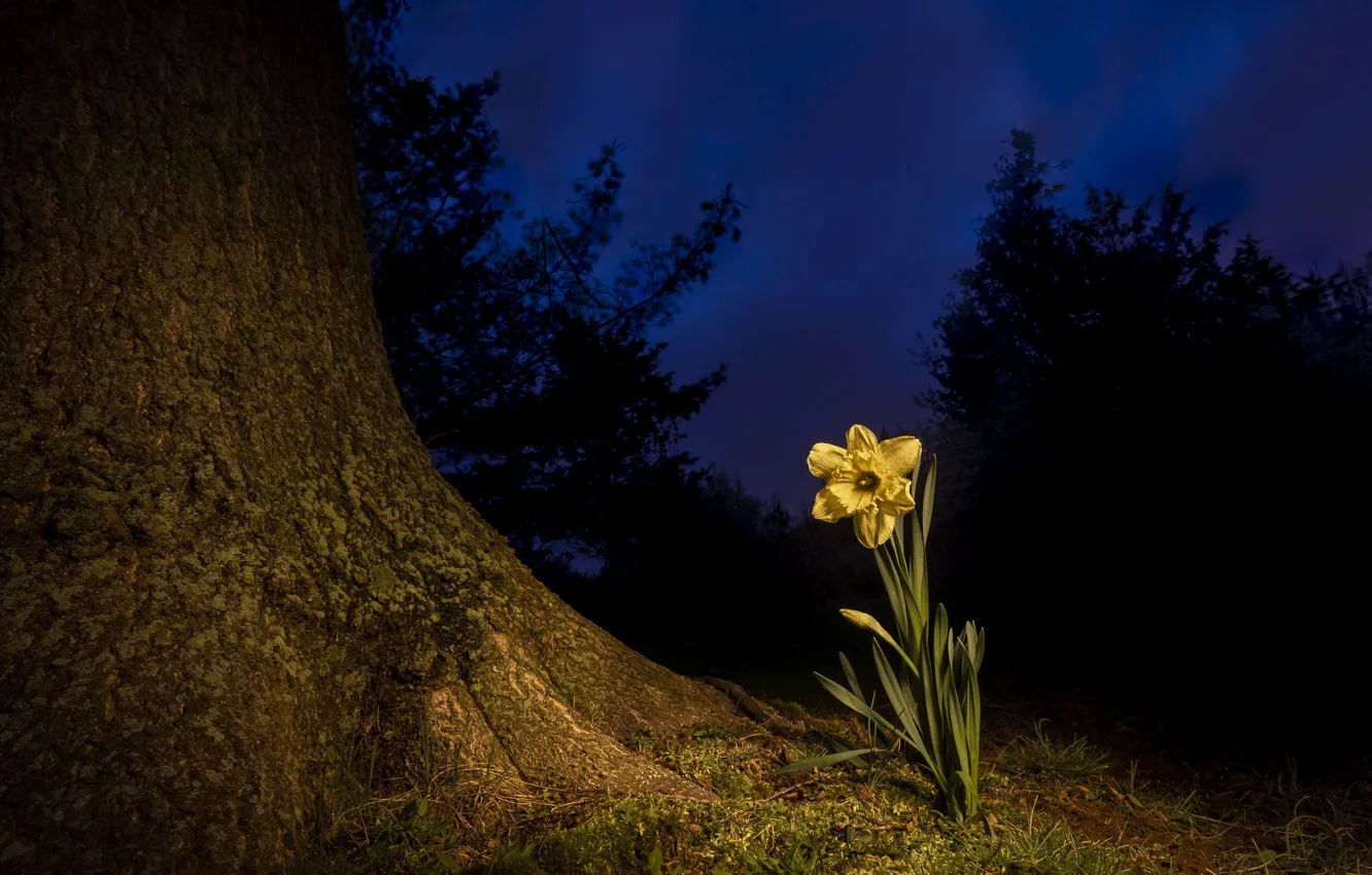 Photo wallpaper flower, night, tree