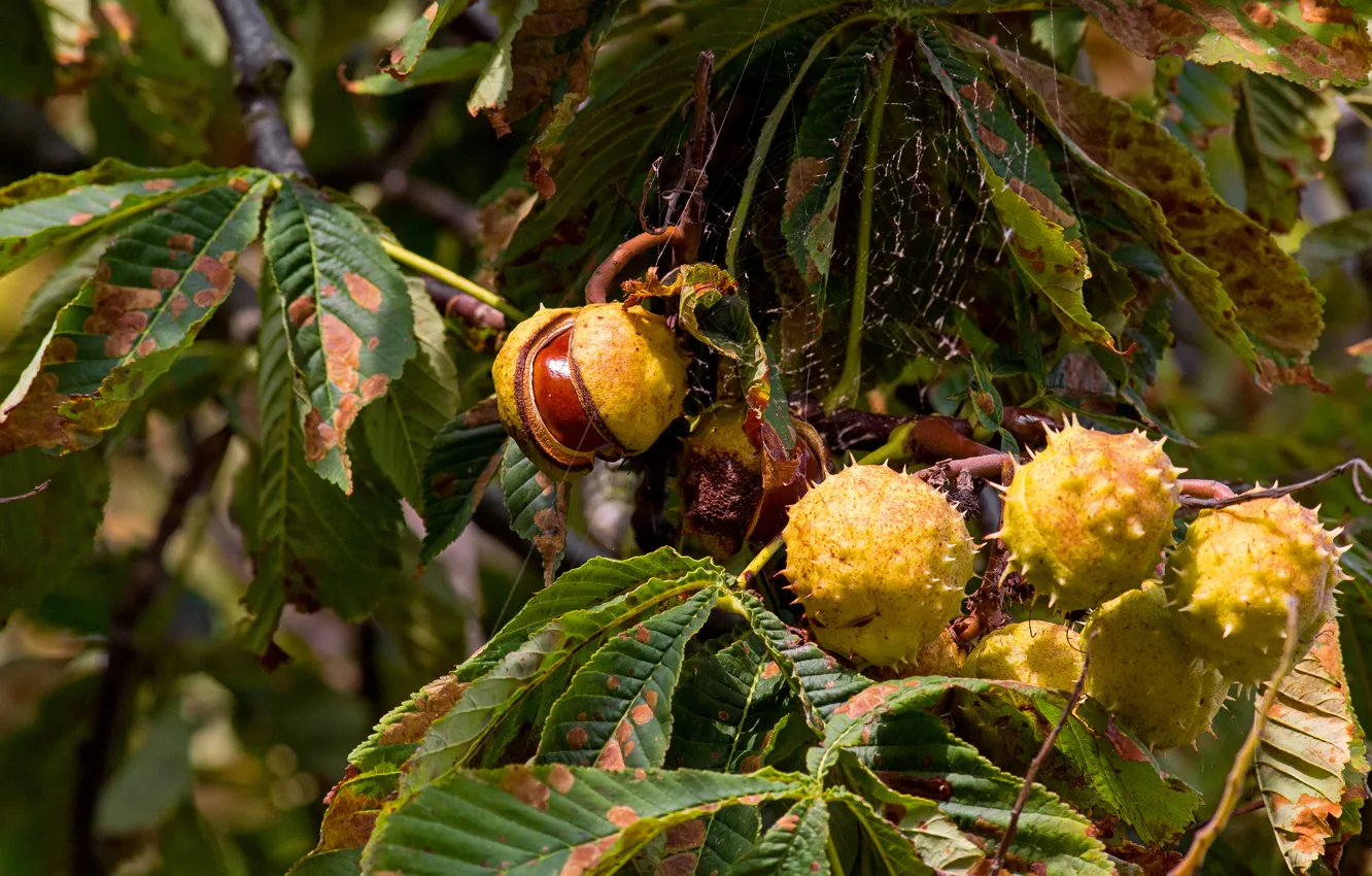 Photo wallpaper autumn, leaves, trees, chestnuts