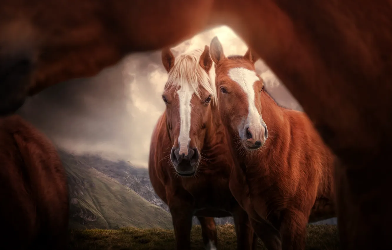 Photo wallpaper horses, horse, pair