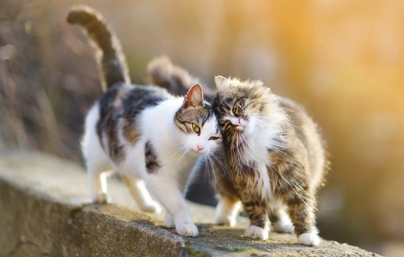 Photo wallpaper cat, cat, look, light, cats, together, cats, spring