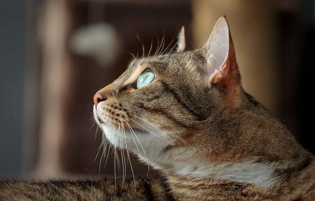 Photo wallpaper cat, cat, look, portrait, muzzle, profile