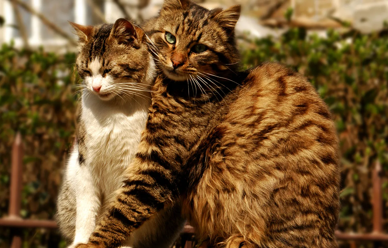 Photo wallpaper cat, cat, hug