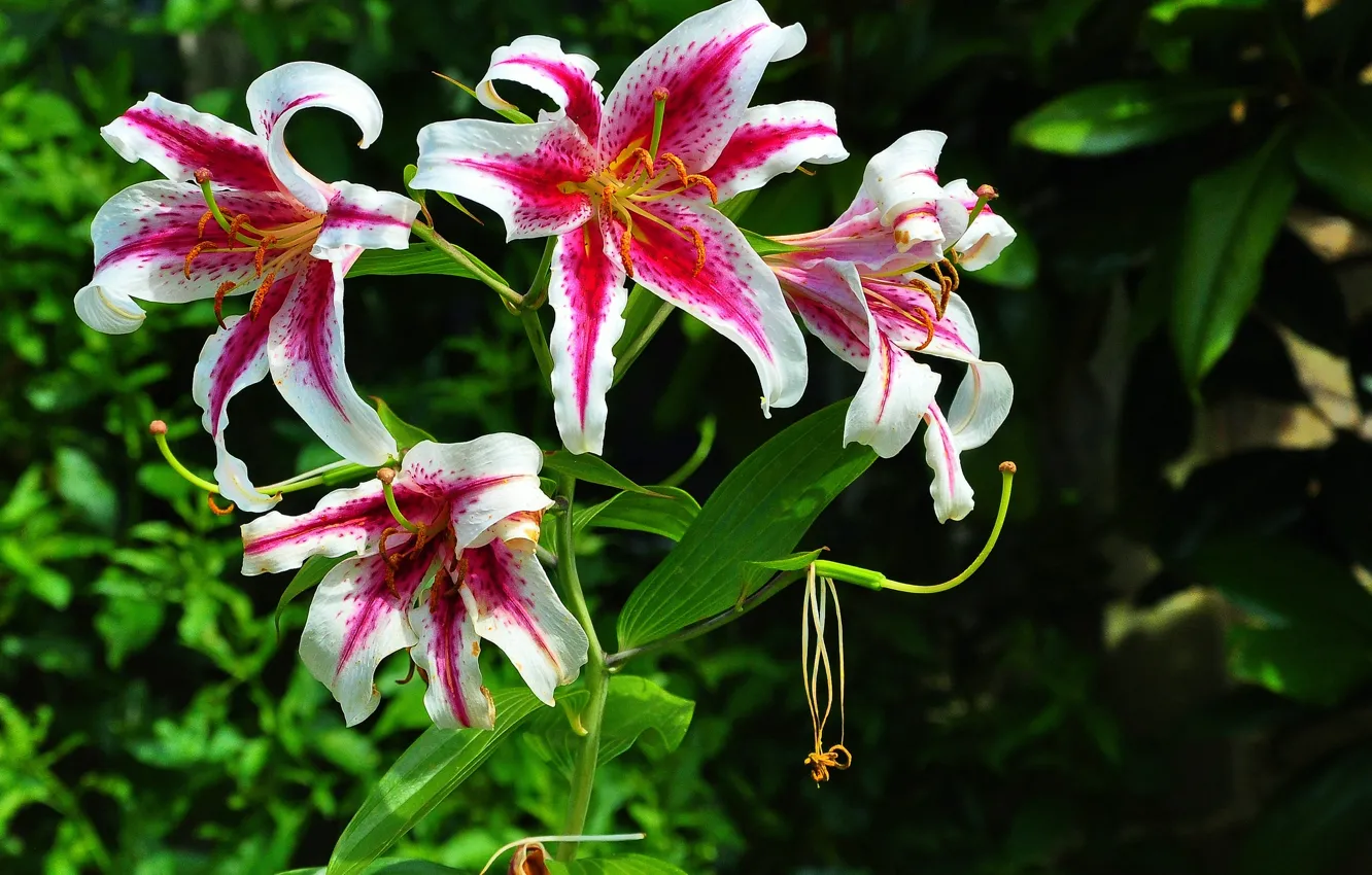 Photo wallpaper flowers, branches, Lily, petals, flowering, the bushes, pink and white
