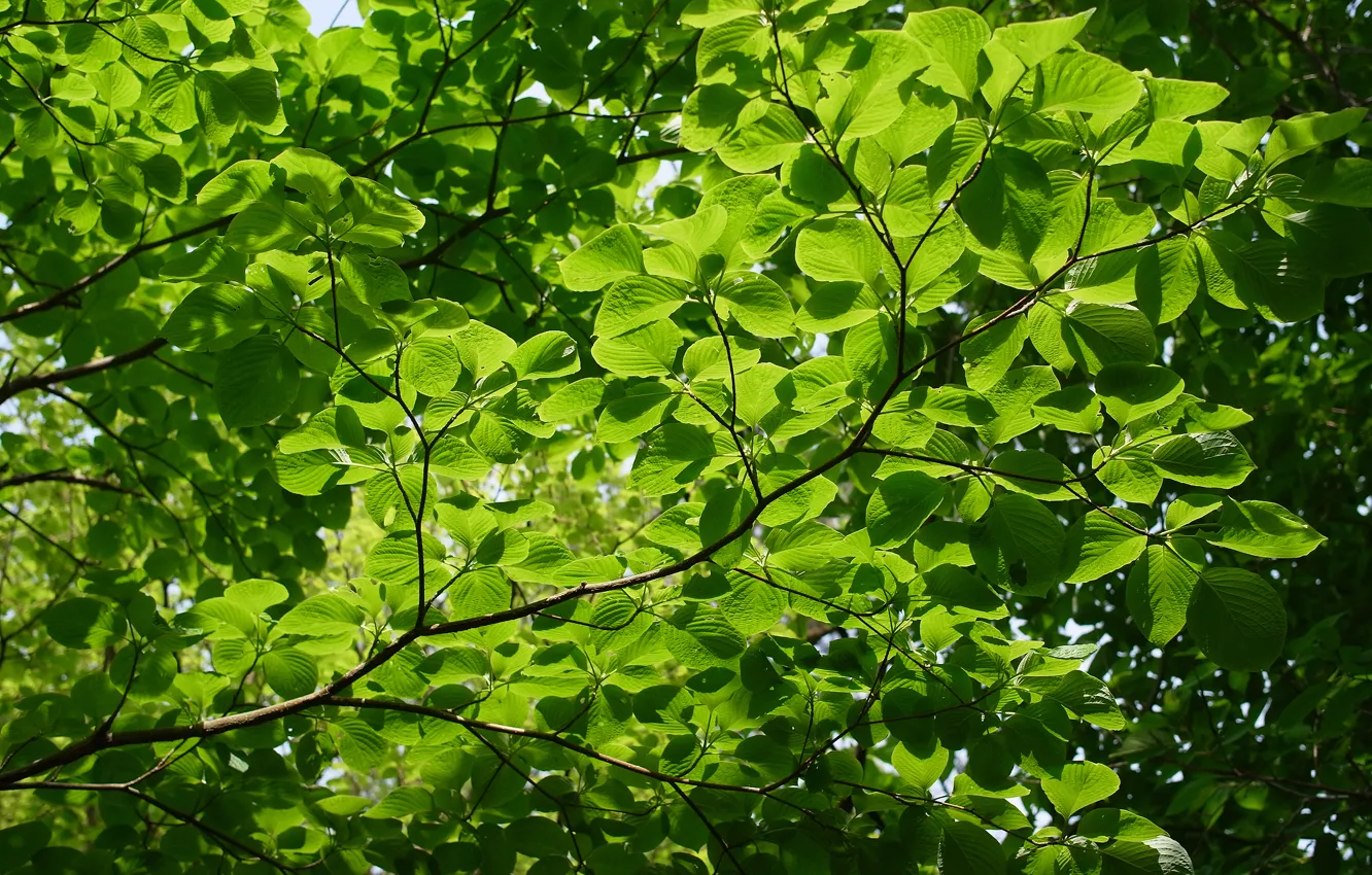 Photo wallpaper greens, summer, macro, branches, tree, foliage