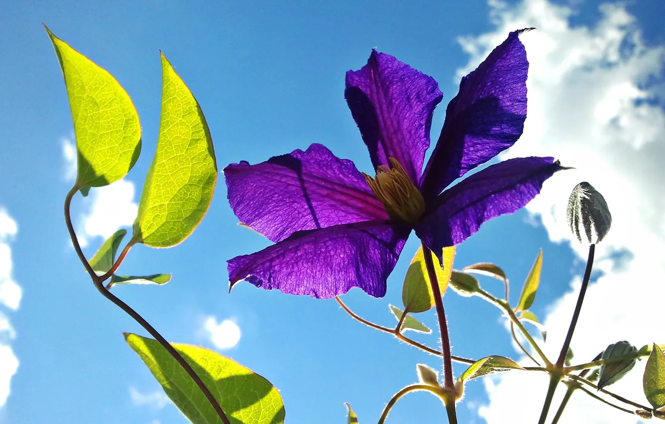 Photo wallpaper the sky, leaves, flowers, petals, clematis