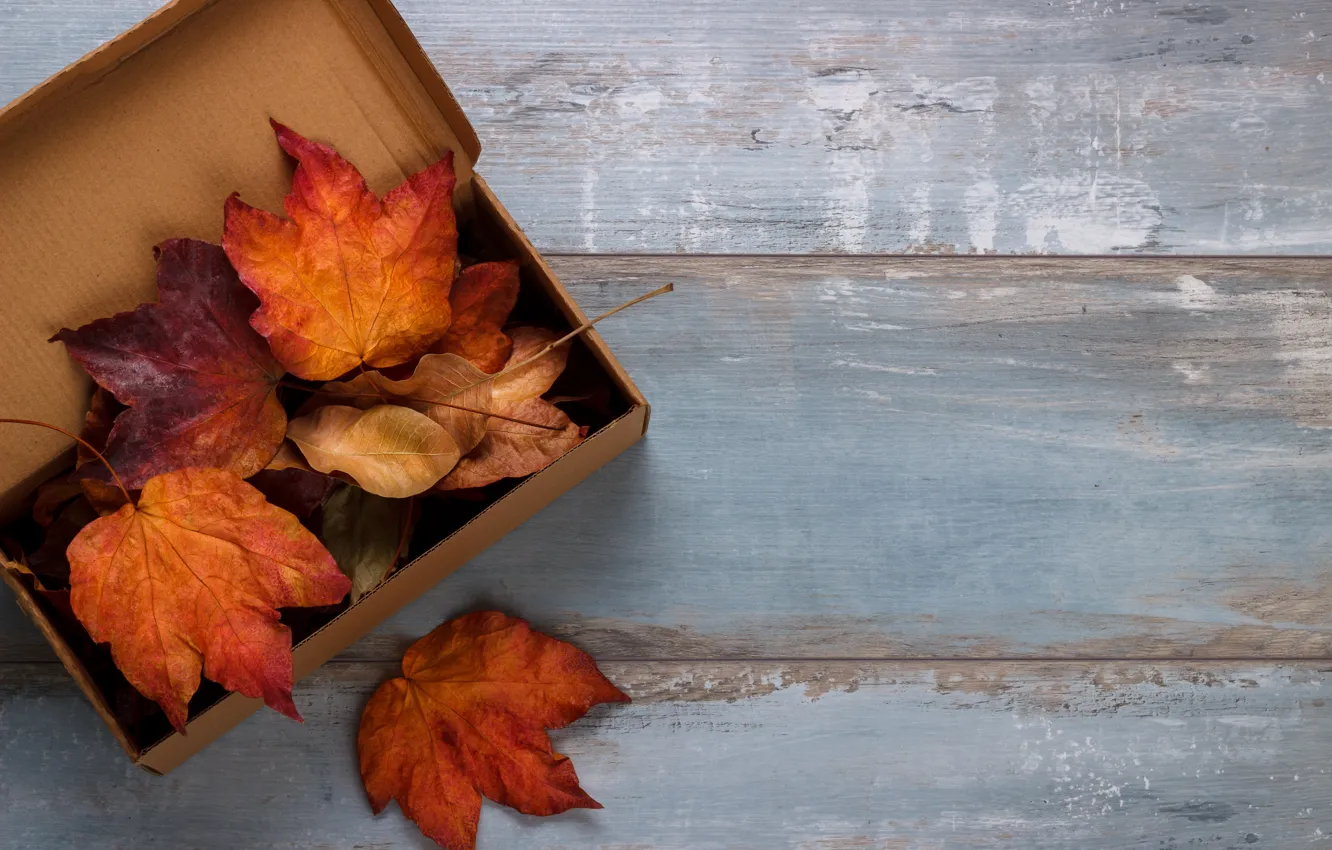 Photo wallpaper autumn, leaves, background, Board, colorful, maple, wood, background