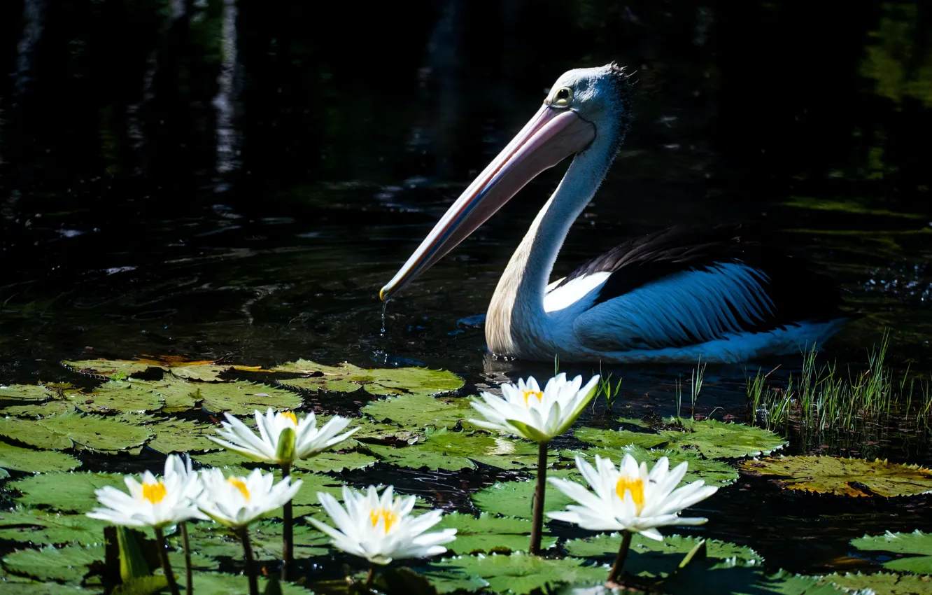 Photo wallpaper light, flowers, lake, pond, the dark background, bird, water lilies, pond