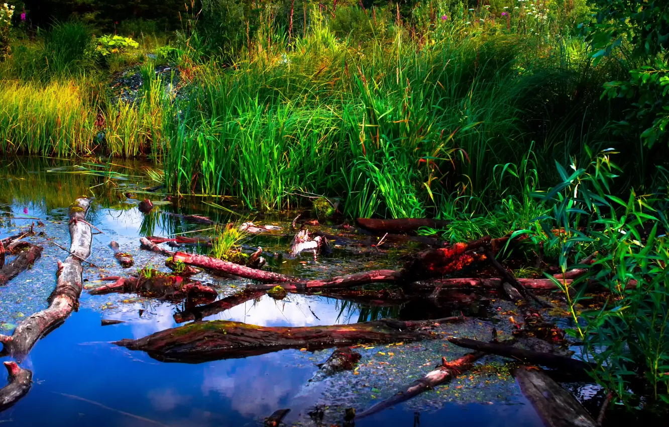 Photo wallpaper summer, Pervouralsk, Gagarino