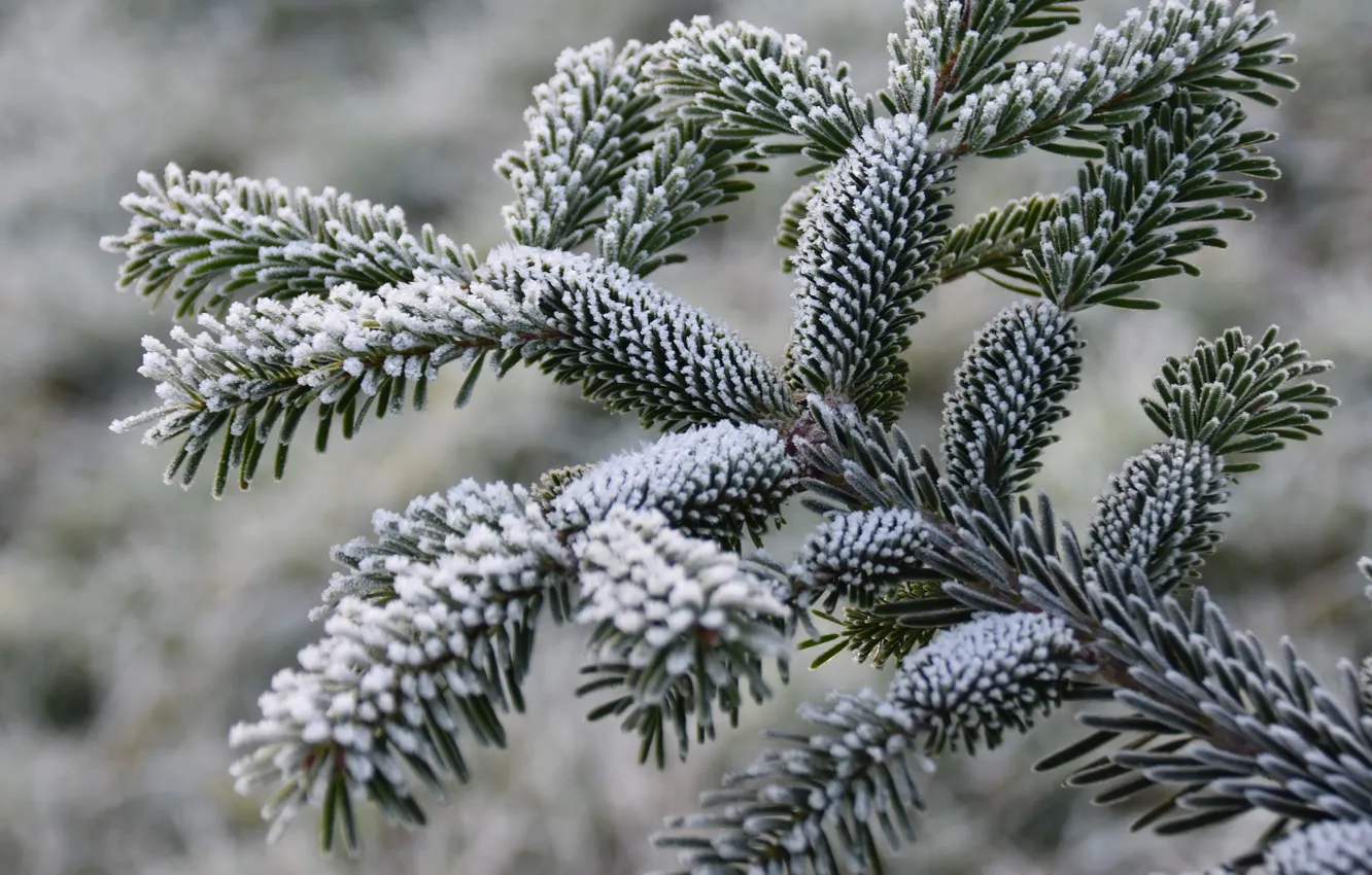Photo wallpaper winter, frost, snow, branches, nature, needles, coniferous, Fir