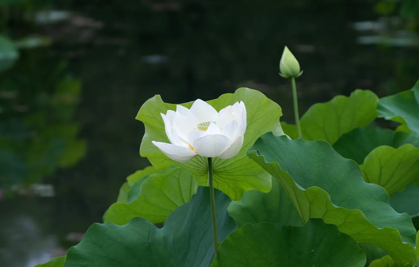 Photo wallpaper white, leaves, pond, Lotus, Lily, water Lily