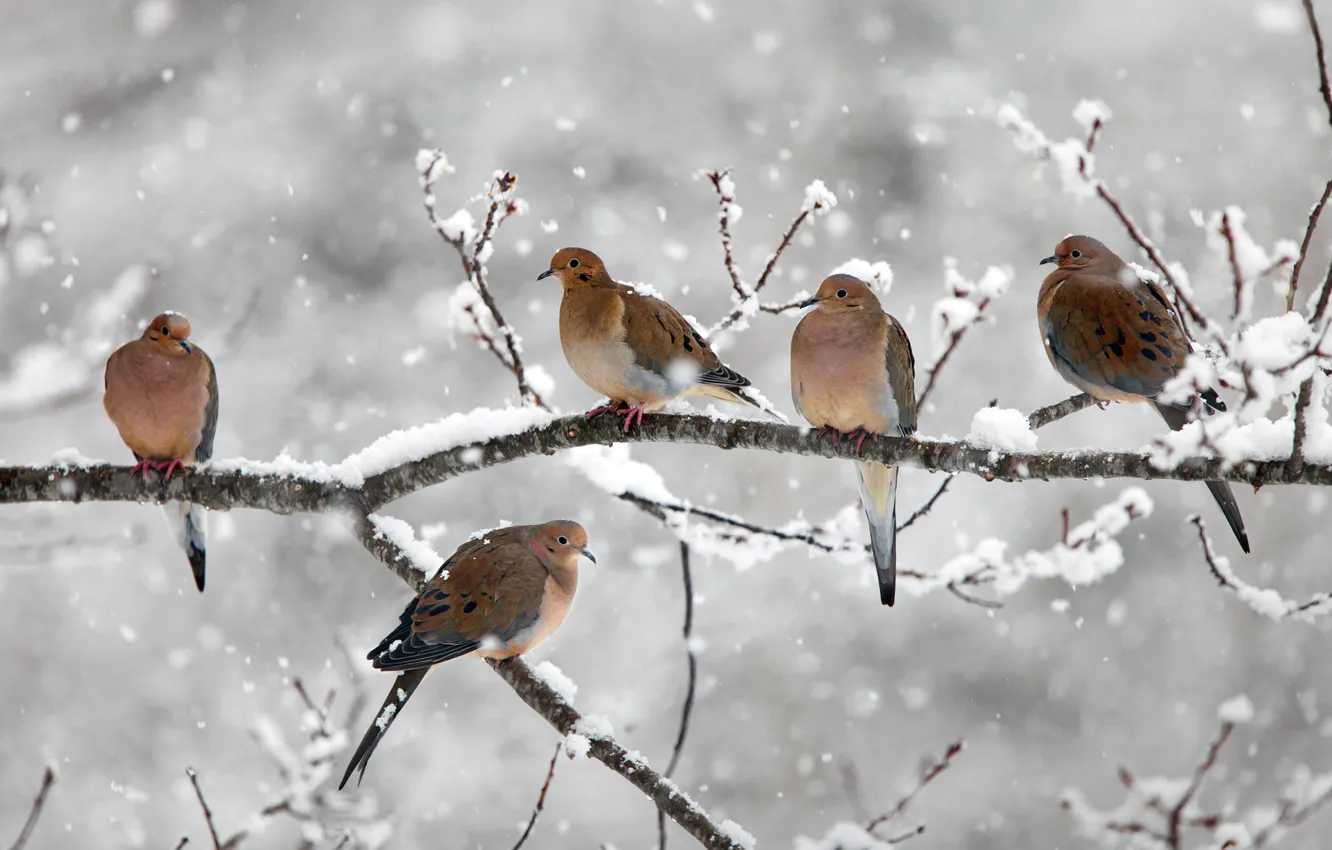 Photo wallpaper snow, branches, bird, Canada, Nova Scotia, mourning doves, Bear River