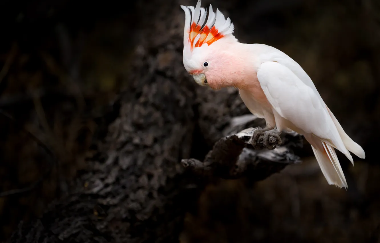 Photo wallpaper trees, branches, the dark background, bird, parrot, pink, crest, cockatoo