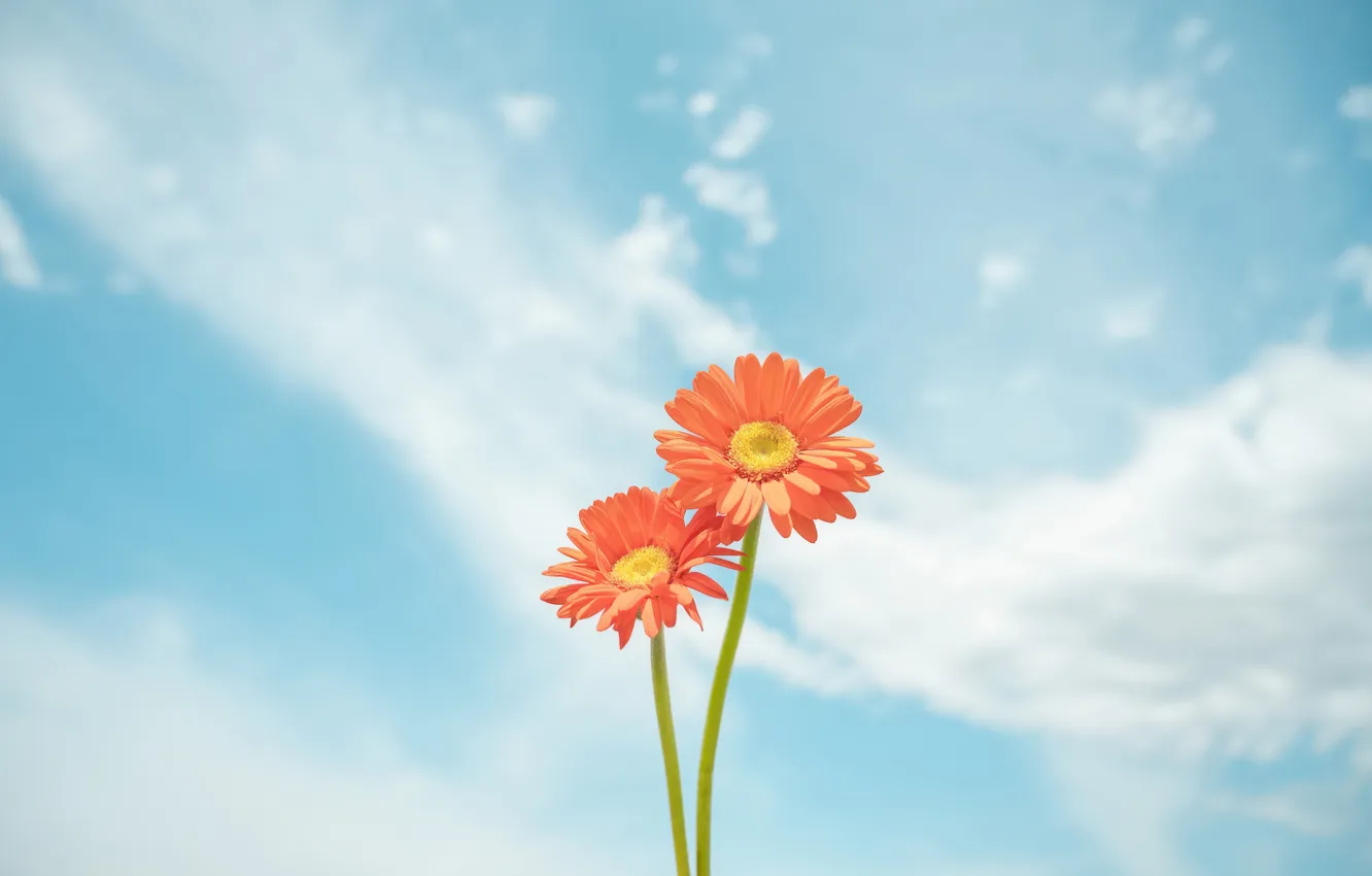Photo wallpaper minimal, red, photography, flowers