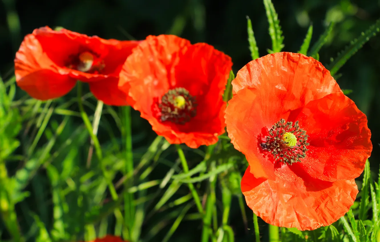Photo wallpaper red, flower, poppy