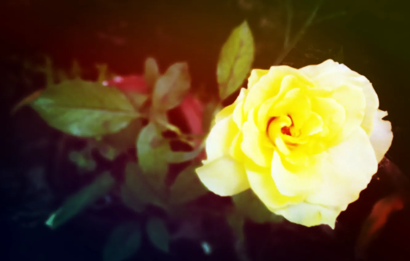 Photo wallpaper rose, yellow, reddish