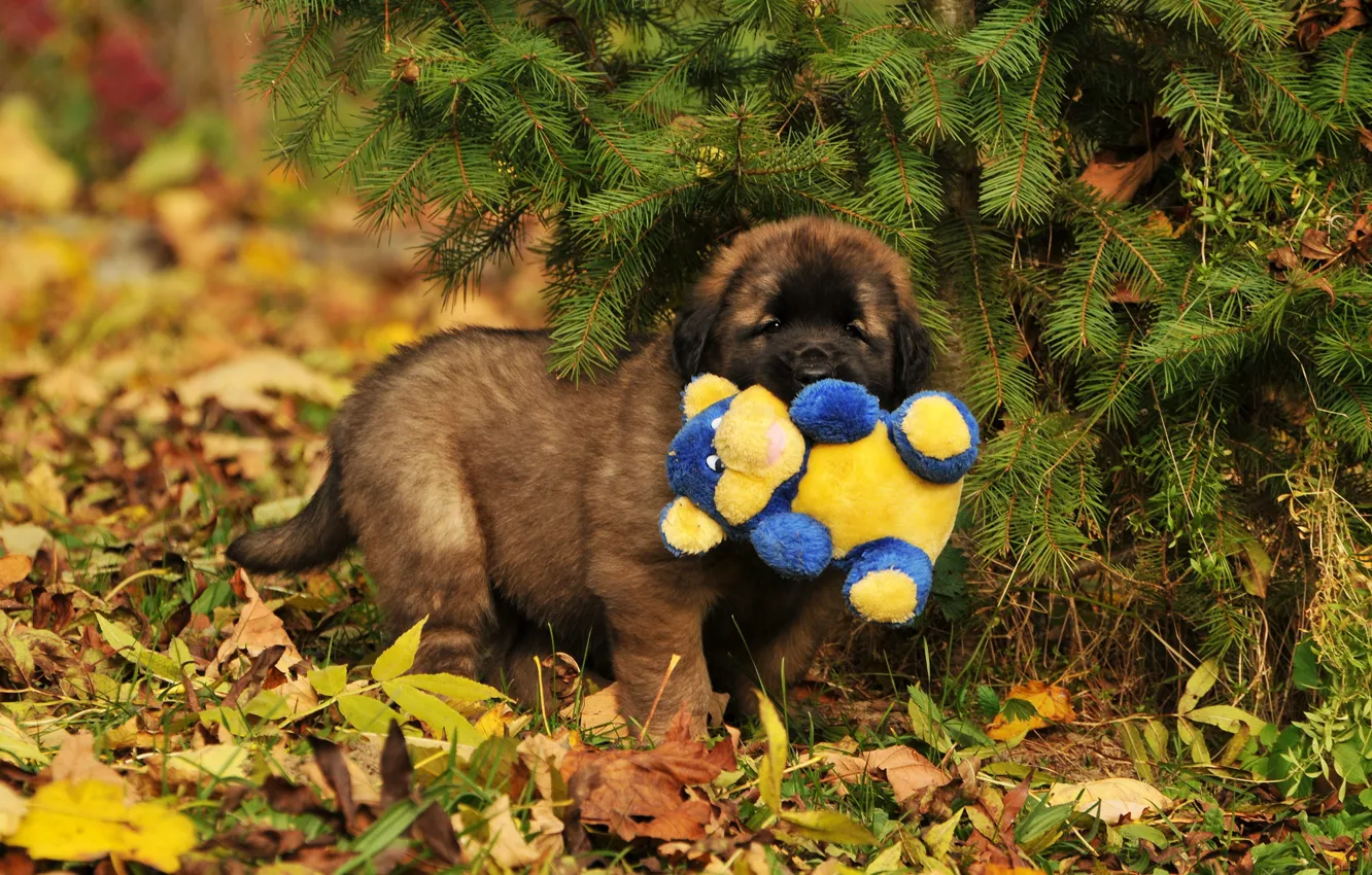 Photo wallpaper autumn, leaves, branches, nature, toy, dog, puppy, needles