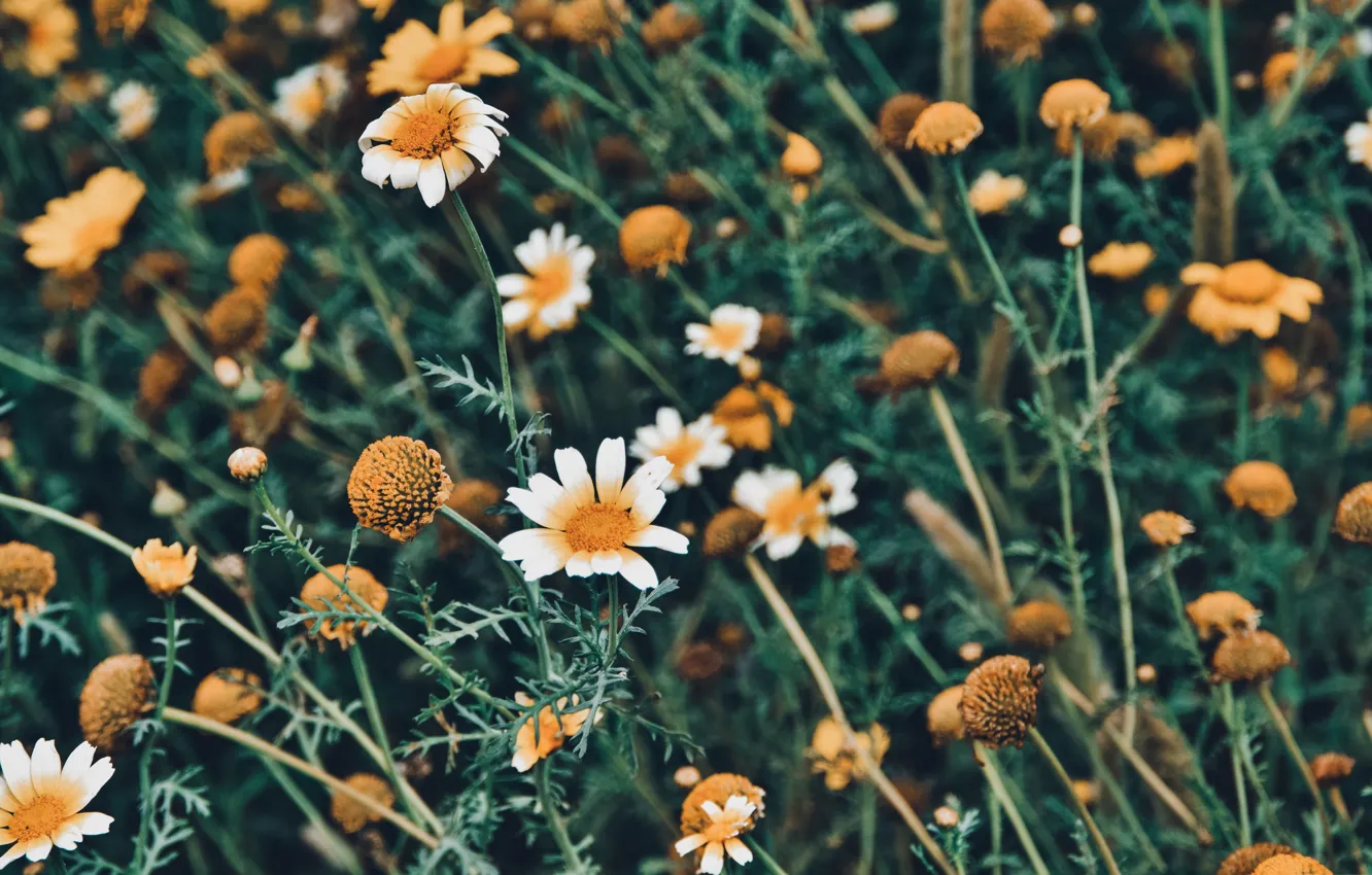 Photo wallpaper grass, flowers, petals