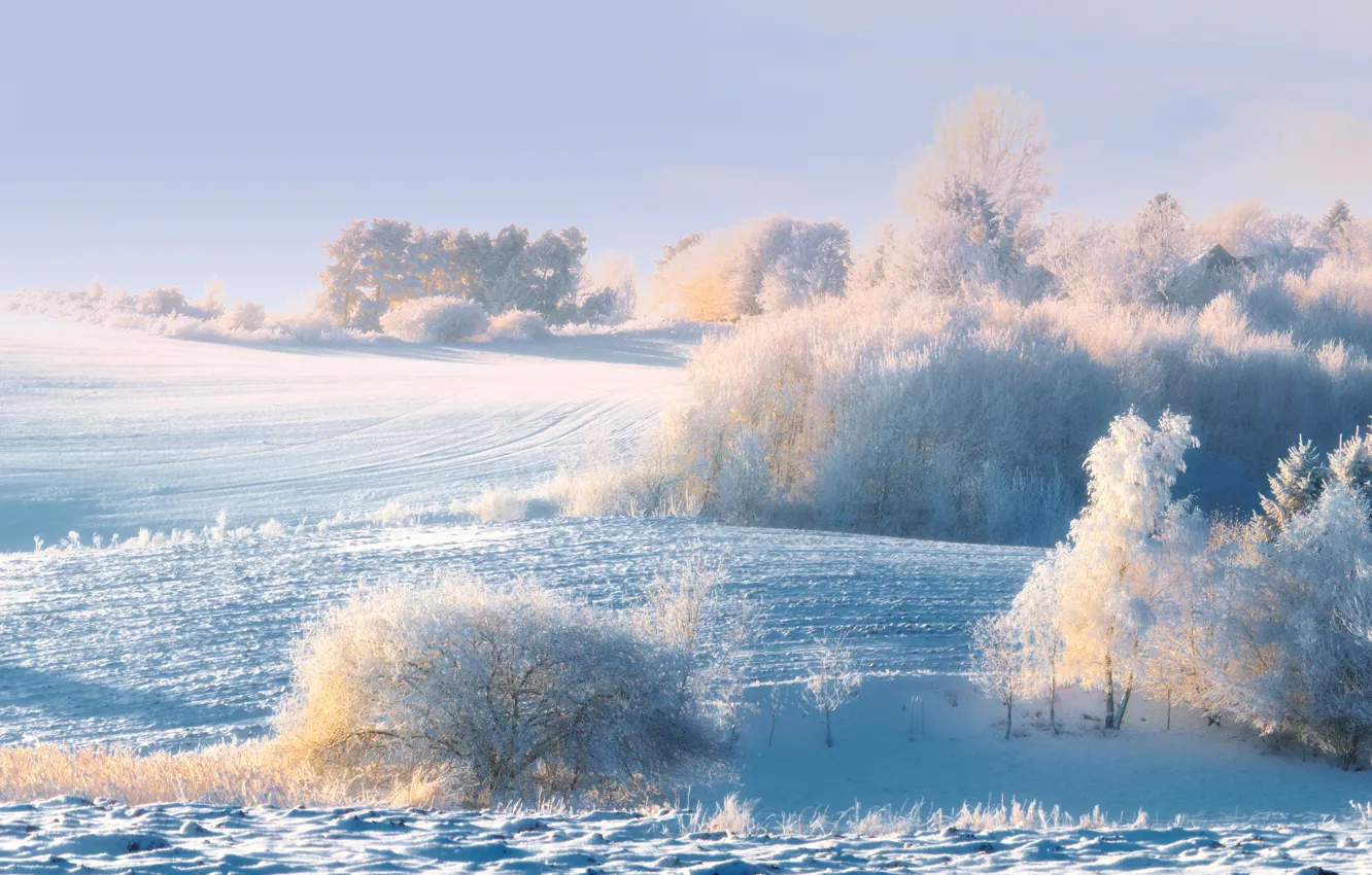 Photo wallpaper winter, frost, forest, snow, trees, morning
